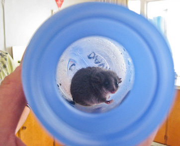 pygmy in a bottle