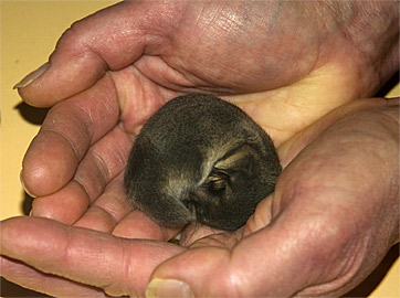 image of pygmy possum hibernating